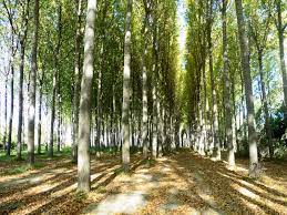 UGT FICA CyL muestra su preocupación por la situación de la industria maderera tras el posible cambio de regulación de la choperas implantado por la CHD